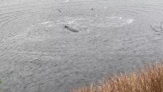 Whales Frolic on Alaskan Shoreline