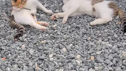 A cat that's grooming.