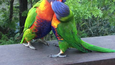 Birds on a Balcony