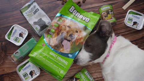 Healthy Vegan Dry Food For Dog. Benevo Dry Kibble