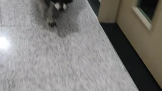 Raccoon is working out.