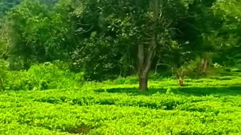 Tea plantation India