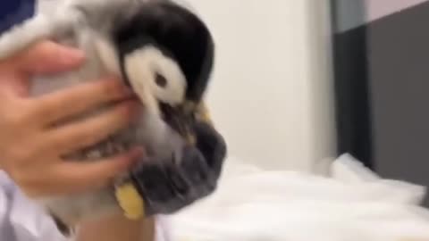 A newborn emperor penguin chick