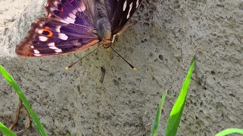 Butterfly in flight in slow motion #butterfly #slow motion #beautiful