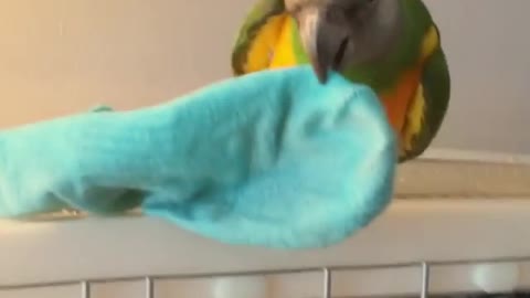 Parrot loves to steal owner's socks