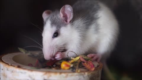 hungry rat