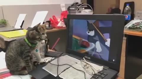 Amezing Video of tow cats watching by Tom Jerry