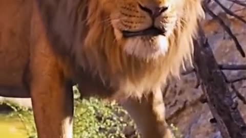 The roaring voice of this lion is very special. It sounds like an engine