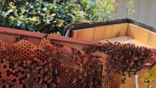 Honey Bees making Natural Honey Comb Bees Hatching