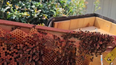 Honey Bees making Natural Honey Comb Bees Hatching