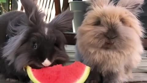 Do you like pets that eat fruit?