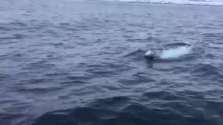 A Man Plays Fetch With a Beluga Whale