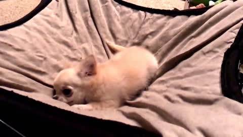 What happens when you tell a teeny tiny chihuahua puppy it's time to go to bed