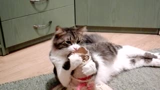 Playing hard: cat teezing and playing with toy mouse