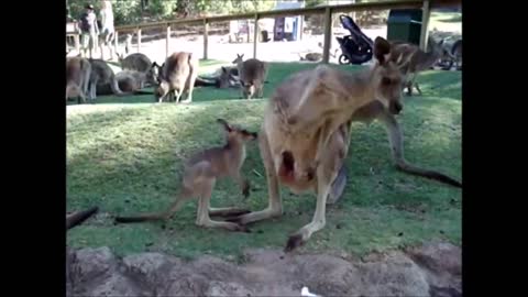 Infant Kangaroos and Joeys - CUTEST Compilation