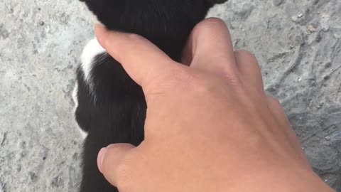 Cute kitten, Cat, black and white