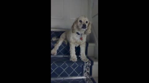 Stubborn Dog Blocks The Staircase And Refuses To Move