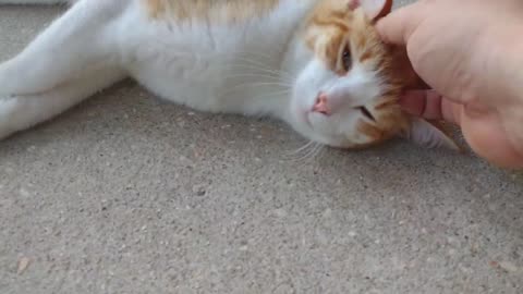 Radish Cat Pets Himself (Shorts)