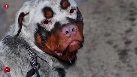 31 Unique Dogs With Unbelievable Fur Markings