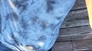 Kitten falls off girls shirt