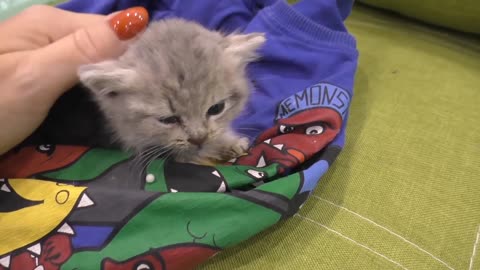 Funny Animal Show! Kitten Birth! Really Interesting!