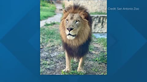 Former San Antonio Zoo lion kills lioness at Alabama zoo