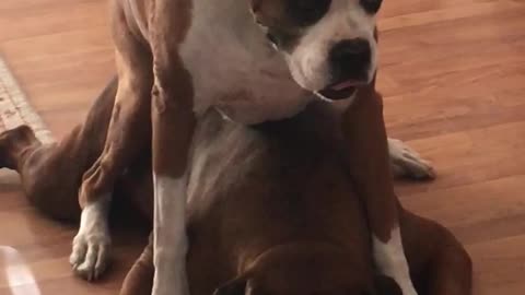 Brown dog sitting on top of another dog