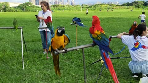 A colorful birds perched on metal pole now