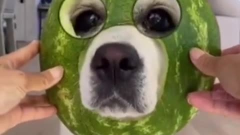 HELLO MY NAME IS MELON PUPPER