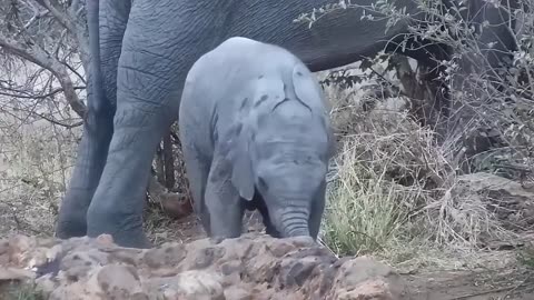 "Trunk-tastic Transformation: Baby Elephants Mastering Their Mighty Trunks!