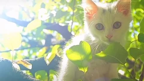 The lovely white cat on the branch looked curiously at the unknown