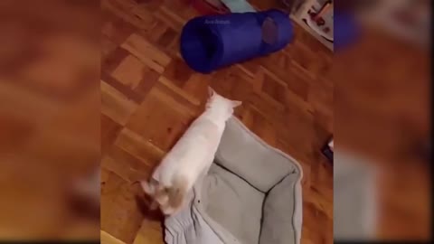 Cute and funny cats video