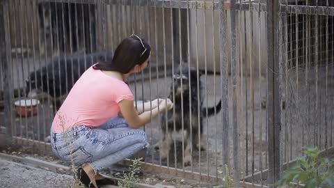 Girl volunteer in the nursery for dogs. Shelter for stray dogs