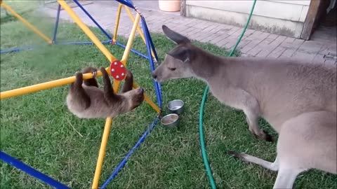 Baby Sloths Being Sloths - FUNNIEST Animals