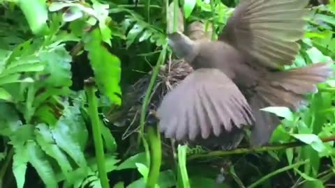 Cute babies bird 🐦 Attraction by snake 🐍