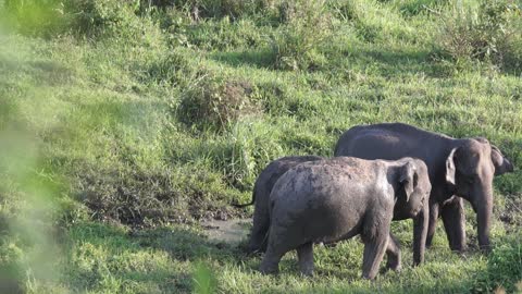 Elephant Family in the wild
