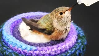 Licensed Rehabilitators Save a Baby Hummingbird