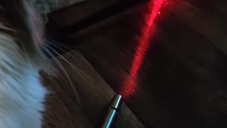 Kitty Finds out the Truth About Laser Pointers