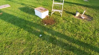 Hiving Honeybees