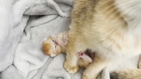 New born cat and mom cat beside.
