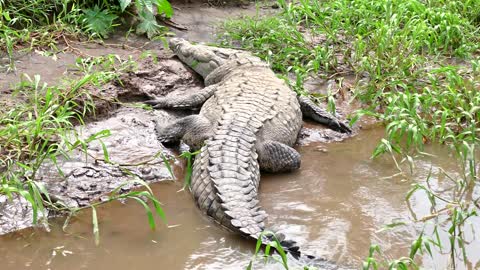 Wildlife Wild Animal Reptile American Crocodile Sleeping In Costa Rica