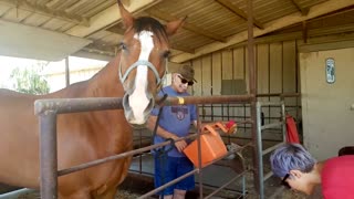 Horse Enthusiastically Nods To Answer Questions