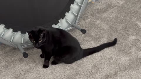 Adopting a Cat from a Shelter Vlog - Cute Precious Piper Checks Out New Exercise Equipment