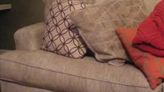 Can you find the doggo?