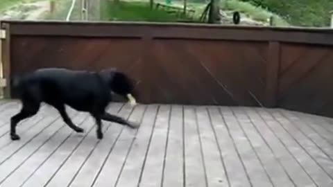Dogs play funny compilation