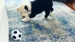 Good boy loves soccer
