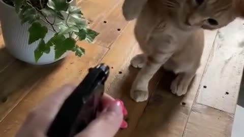 Defiant cat slaps woman for threatening to spray him with a water bottle!