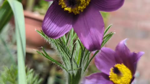 Pulsatilla vulgaris