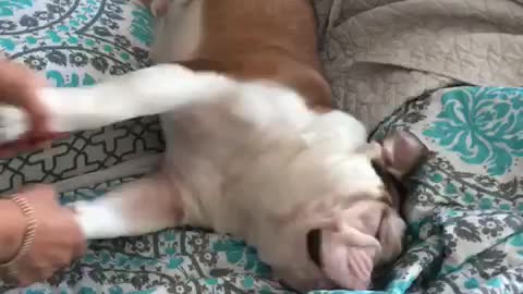 Sleepy English Bulldog Is Too Lazy To Wake Up