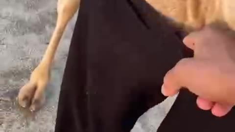 Funny Videos🤣🤣Camel wears adidas😂😂 camel fashion😁 с torso adidas